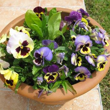 Pot�e de pens�es - 