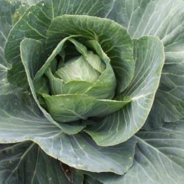 Coeur de chou vert - 