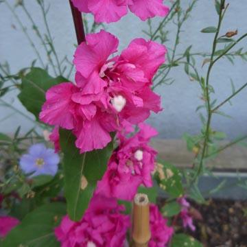 Clarkia - 