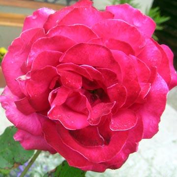 Rose - 