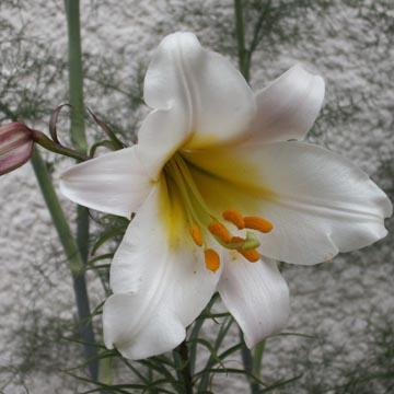 Lis de mon jardin - 