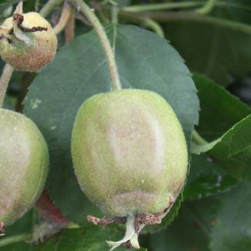 Petite pomme - 