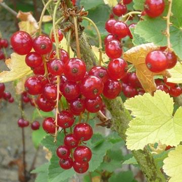 Groseilles - 