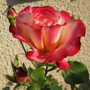Rose 'Nostalgie' - 