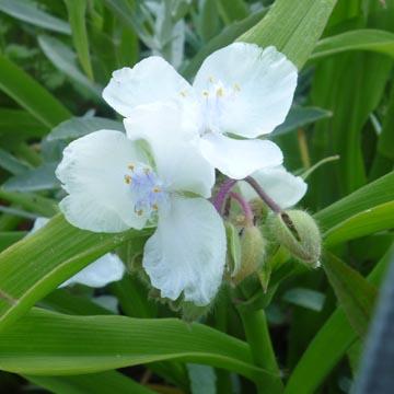 Tradescantia blanc - 