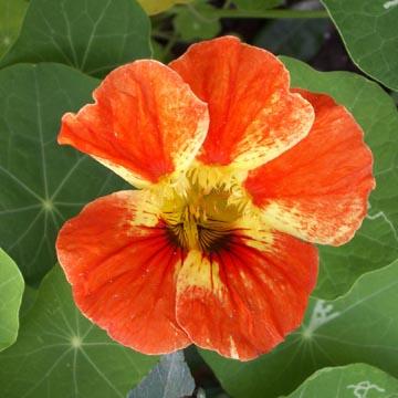 Fleur de Capucine - 