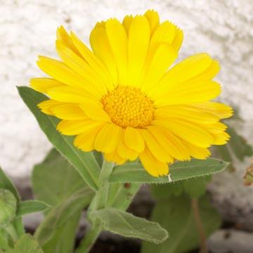 Fleur de soucis - 