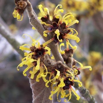 Hamam�lis, une touche de jaune en hiver - 