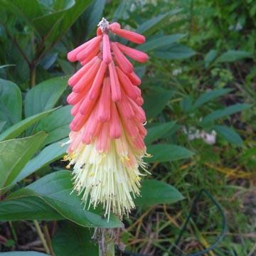 Kniphofia - 