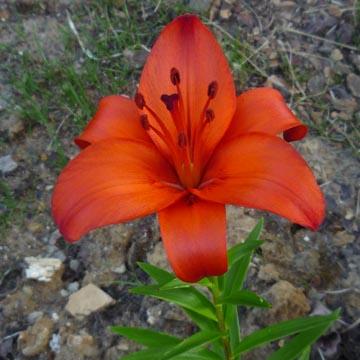 Lis orange - 