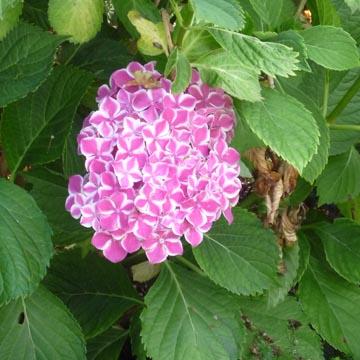 Hortensia - 