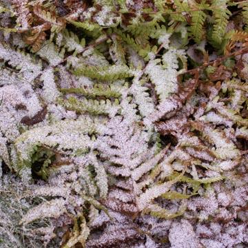 Foug�re enneig�e - Ce matin, j'ai &eacute;t&eacute; surprise de voir la neige au jardin et plus particuli&egrave;rement sur le feuillage de foug&egrave;res.