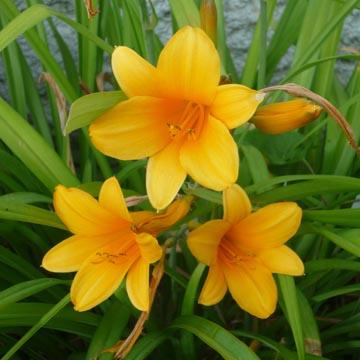 H�merocalle jaune - 