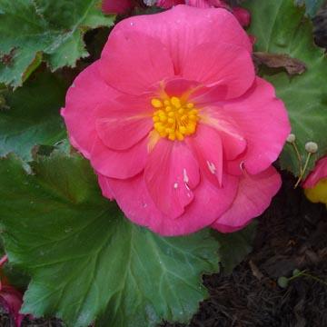 B�gonia rose - 