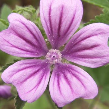 Mauve sauvage - 