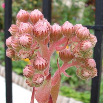 Fleur de joubarbe - 