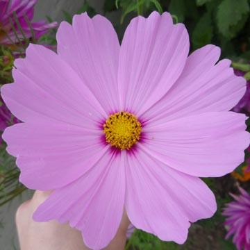 Cosmos - 