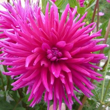 Dahlia - 
