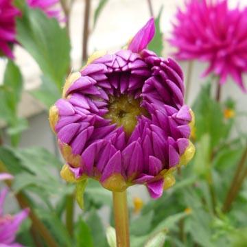 Bouton de dahlia - 
