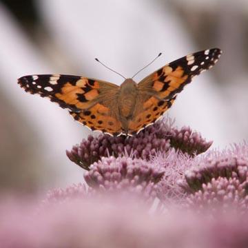 Papillon - Belle dame - 