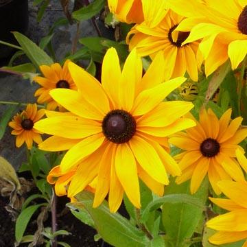 Rudbeckia - 