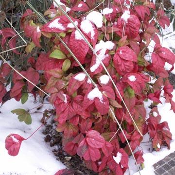 Nandina recouvert de neige - 