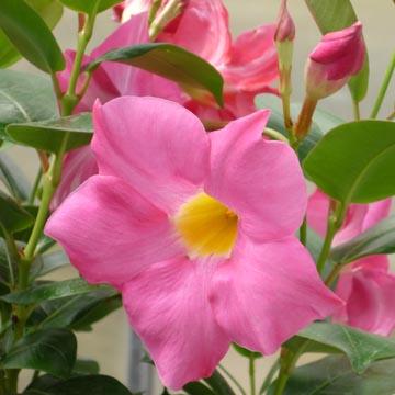 Dipladenia - 