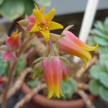 Fleur d'echeveria - 