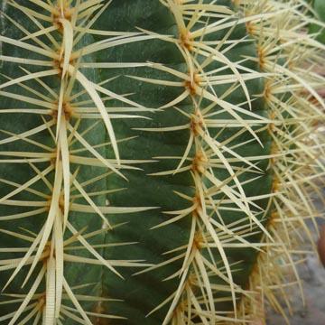 Epines d'echinocactus - 