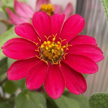 Zinnia - 