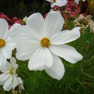 Cosmos blanc - 