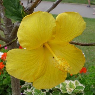 Hibiscus jaune - 