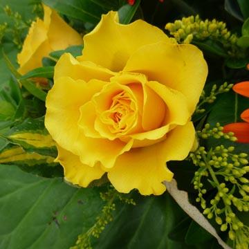 Rose jaune - 