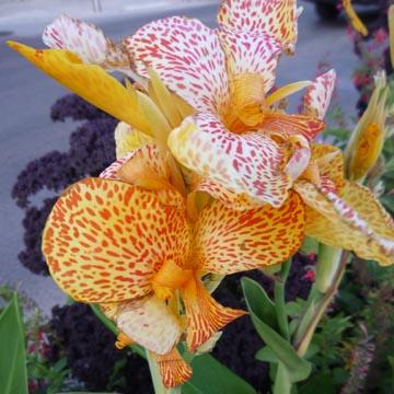 Canna - 