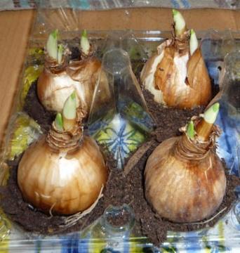 Bulbes de jacinthes forc�s dans une boite d'oeufs - 