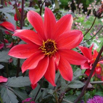 Dahlia - 