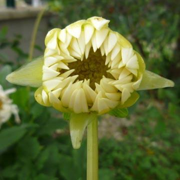 Coeur de dahlia - 