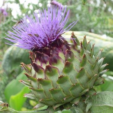 Fleur d'artichaut - 