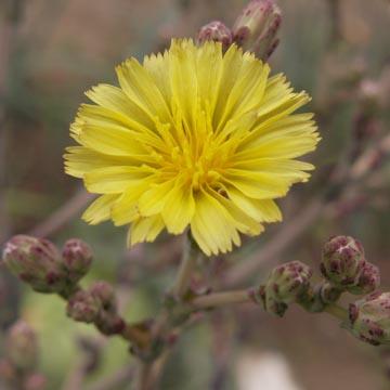 Fleur de salade 'feuille de ch�ne' - 