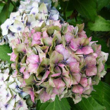 Fleur d'hortensia - 