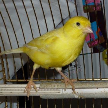 Canaris - 