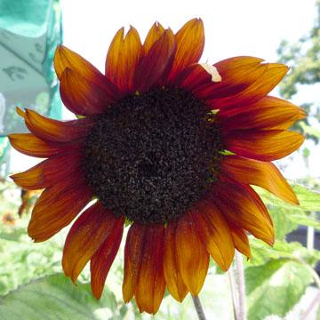 Tournesol - 