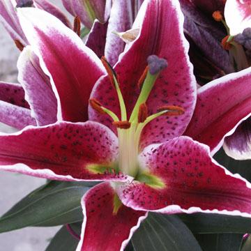Fleur de lis - 