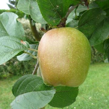 Belle pomme - 
