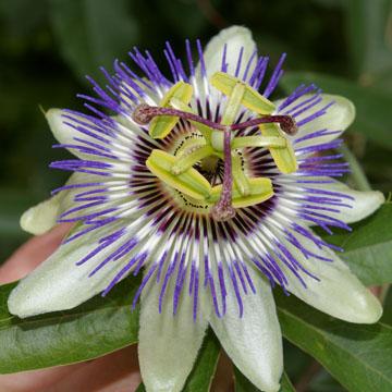 Fleur de la passion - 