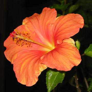Hibiscus orange - 