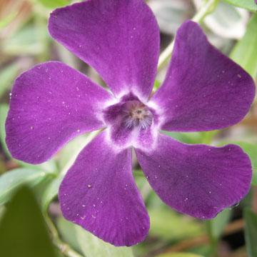 Petite pervenche - 
