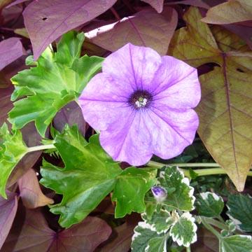 P�tunia bien entour� - 