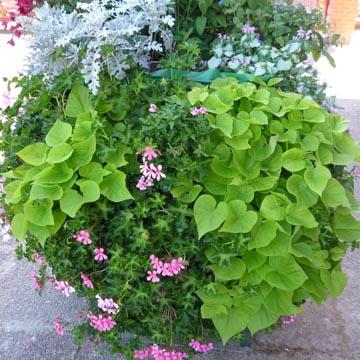 Composition florale - 