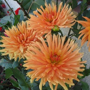Dahlias - 
